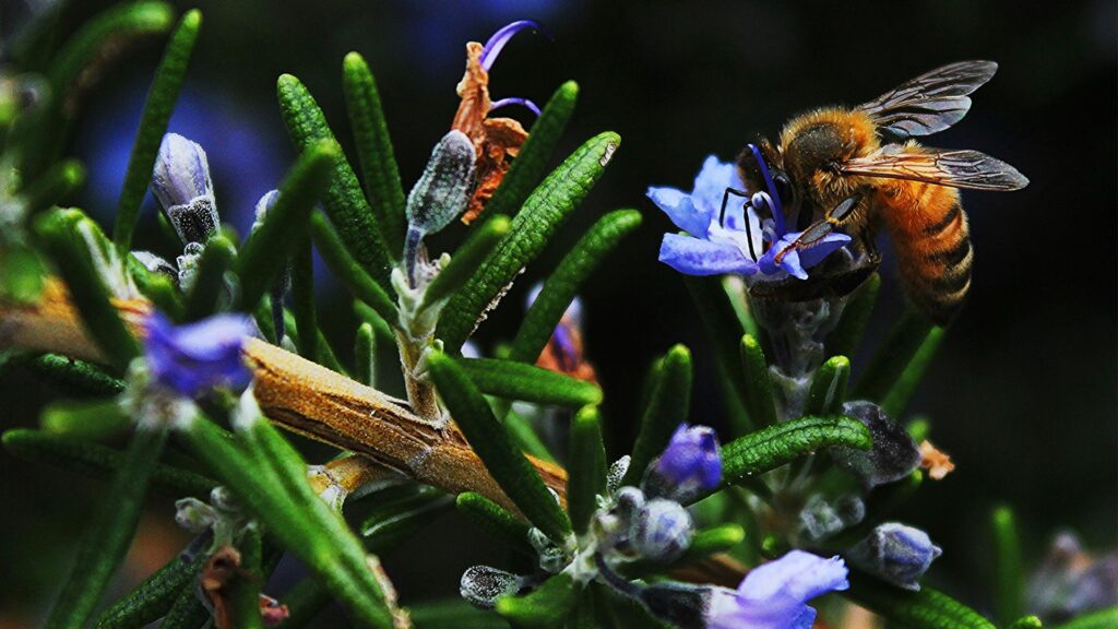 Project Nature